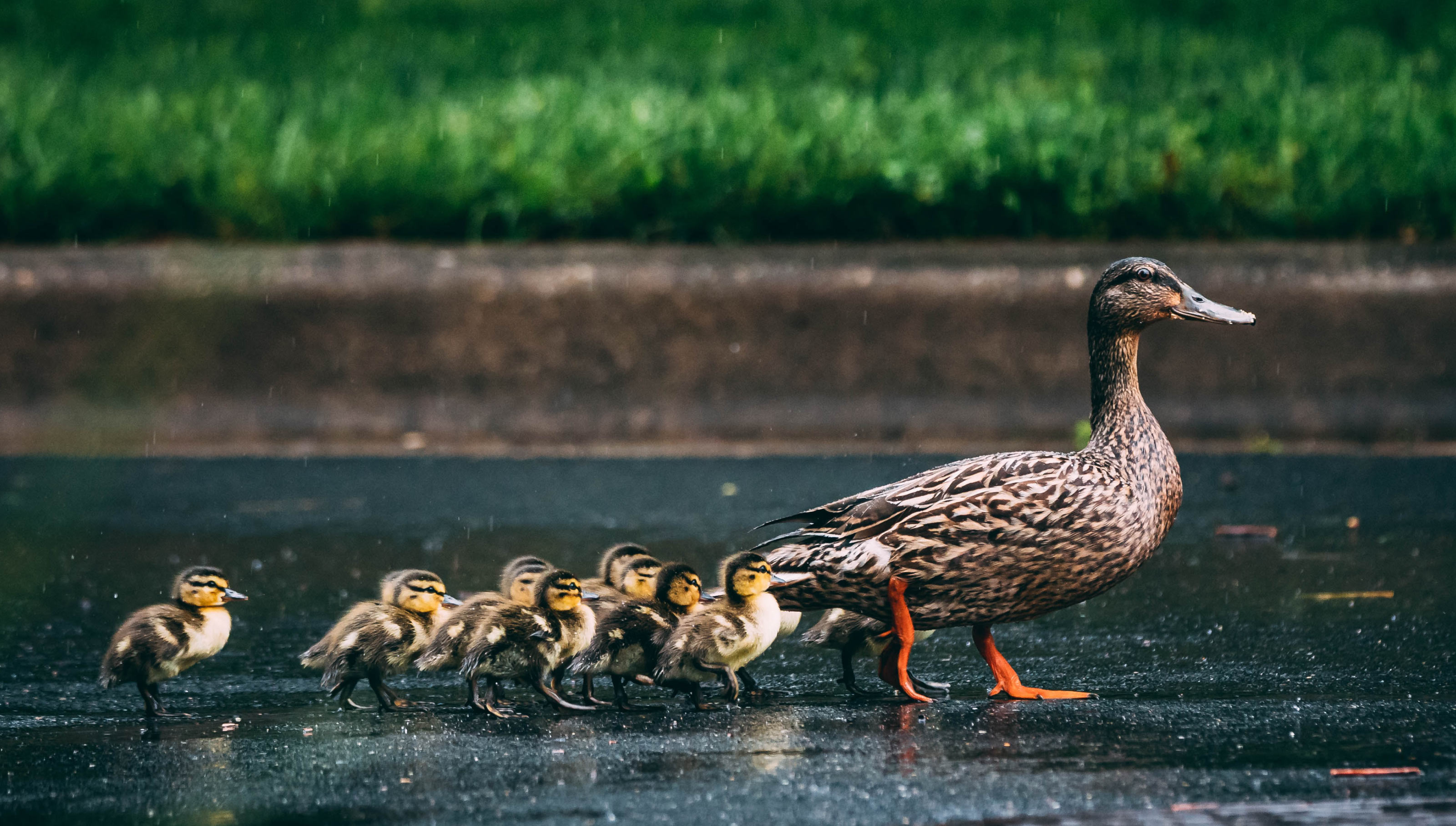 dobrodel logo ducks