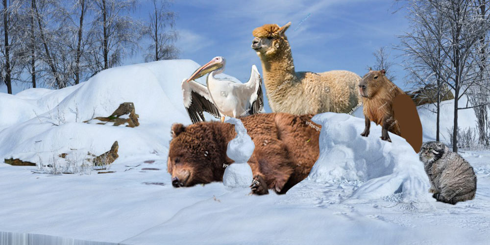 moscow zoo ad process 04