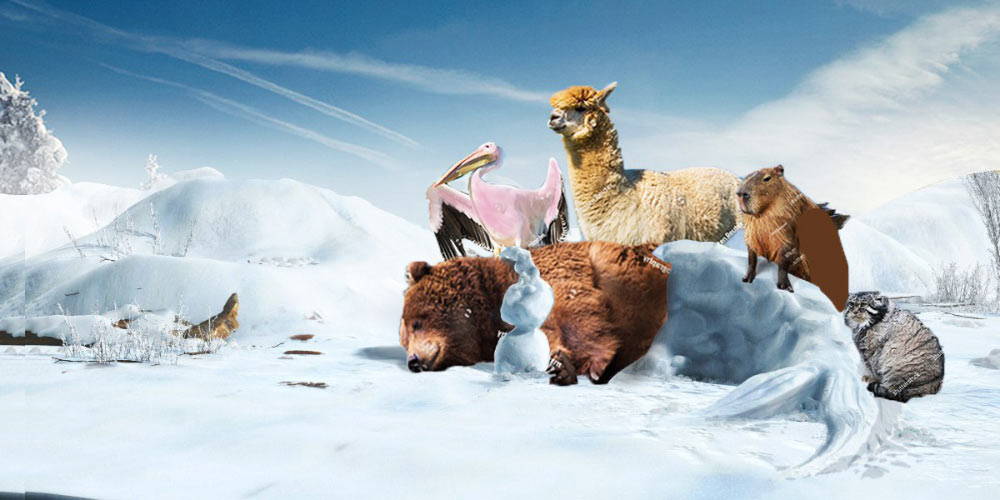 moscow zoo ad process 06