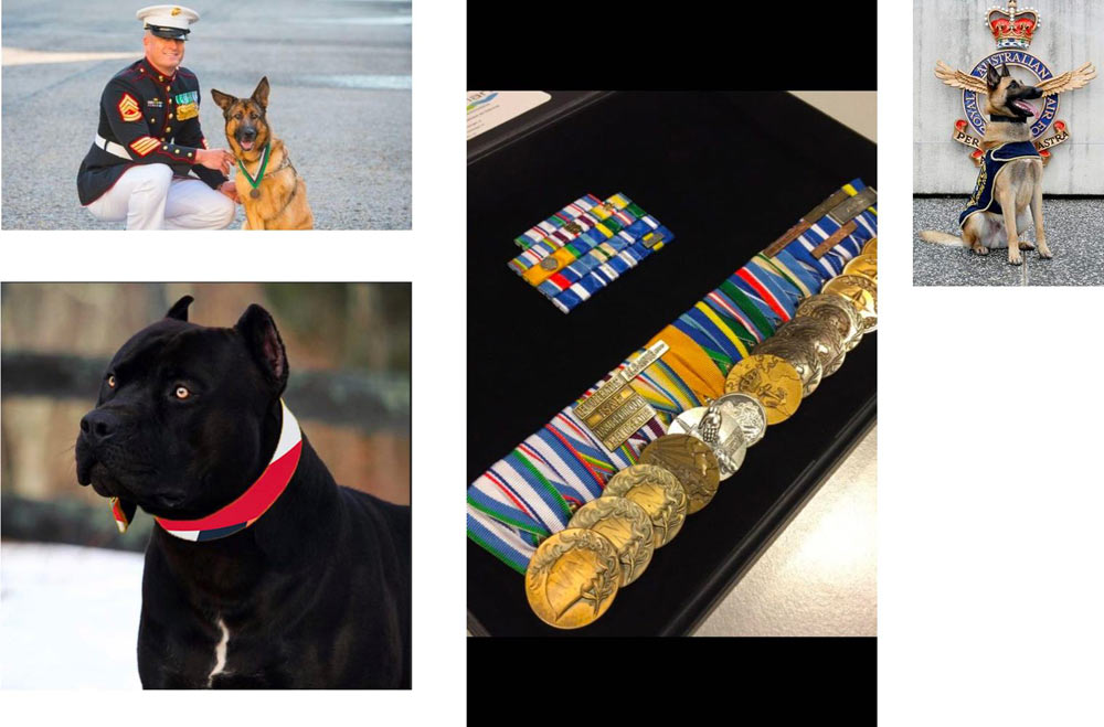 veterritoria process 18