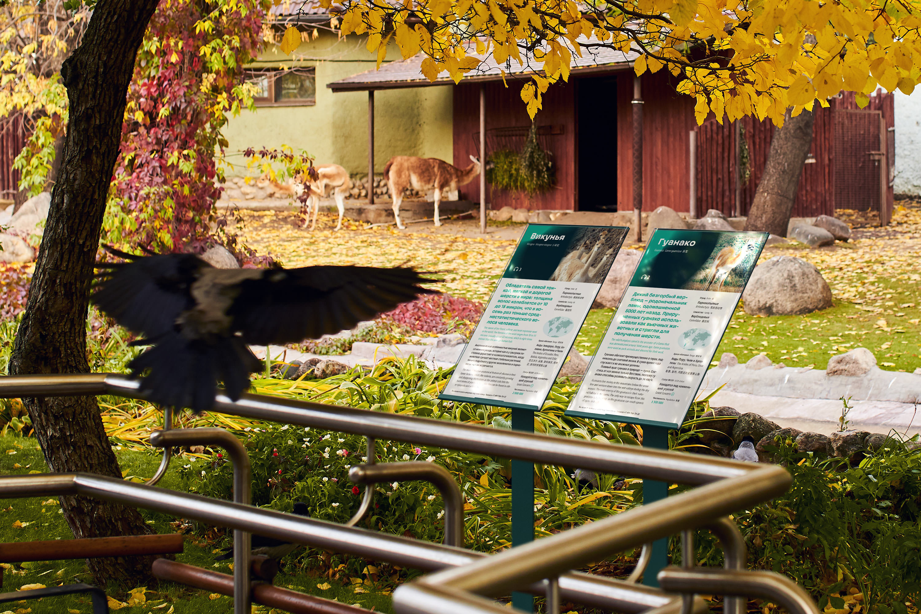 moscow zoo navigation bird