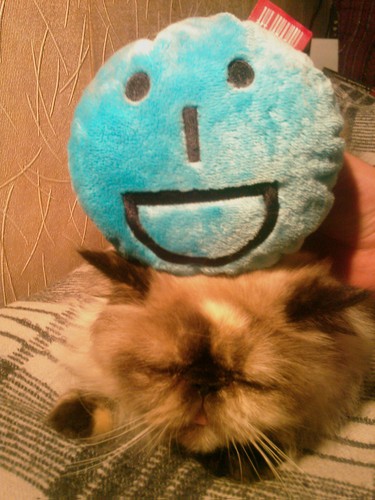 ridibundus int life piter4