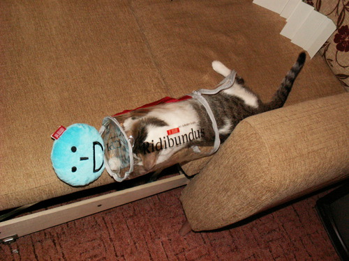 ridibundus int life belgorod2