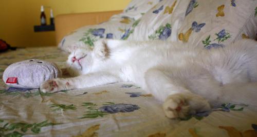 ridibundus int life kiev